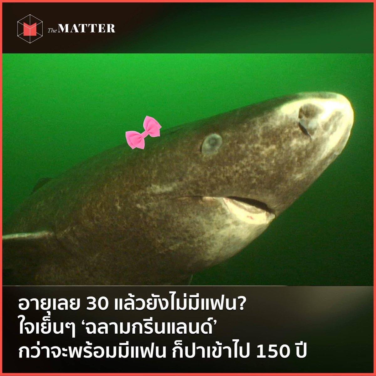 พิ้มาย tweet media