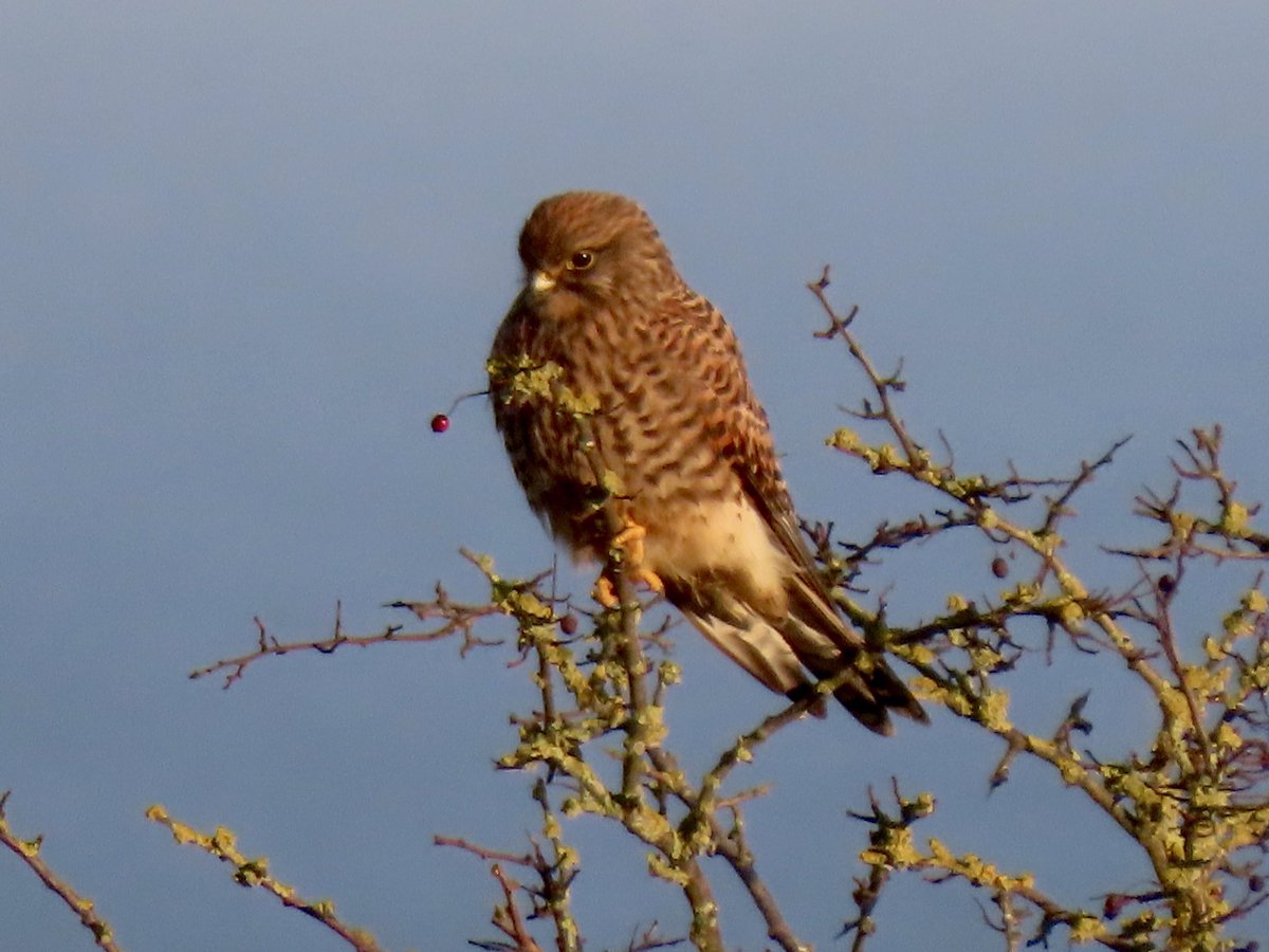 @Bempton_Cliffs #wildlifewalks #staylocal #TwitterNatureCommunity On my walk today, 500 yards from home. @SIBirdClub @nybirdnews