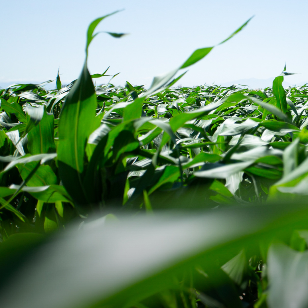 HelenaAgri's tweet photo. This #TriviaTuesday, see if you can guess how many gallons of water an acre of corn will evaporate in one day? Don’t forget to tag @HelenaAgri in your #plant2021 posts! #HelenaStrong #GrowingTogether 
A. 3,000 gal
B. 4,000 gal
C. 5,000 gal
D. 6,000 gal https://t.co/f3VTmV3wM6