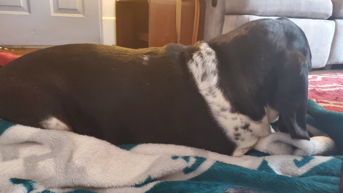 ShireyCoach's tweet photo. When you lay down a towel to work out on and your dog uses it as a bed...its a sign that you don't need to work out https://t.co/ykiKRgl6lr