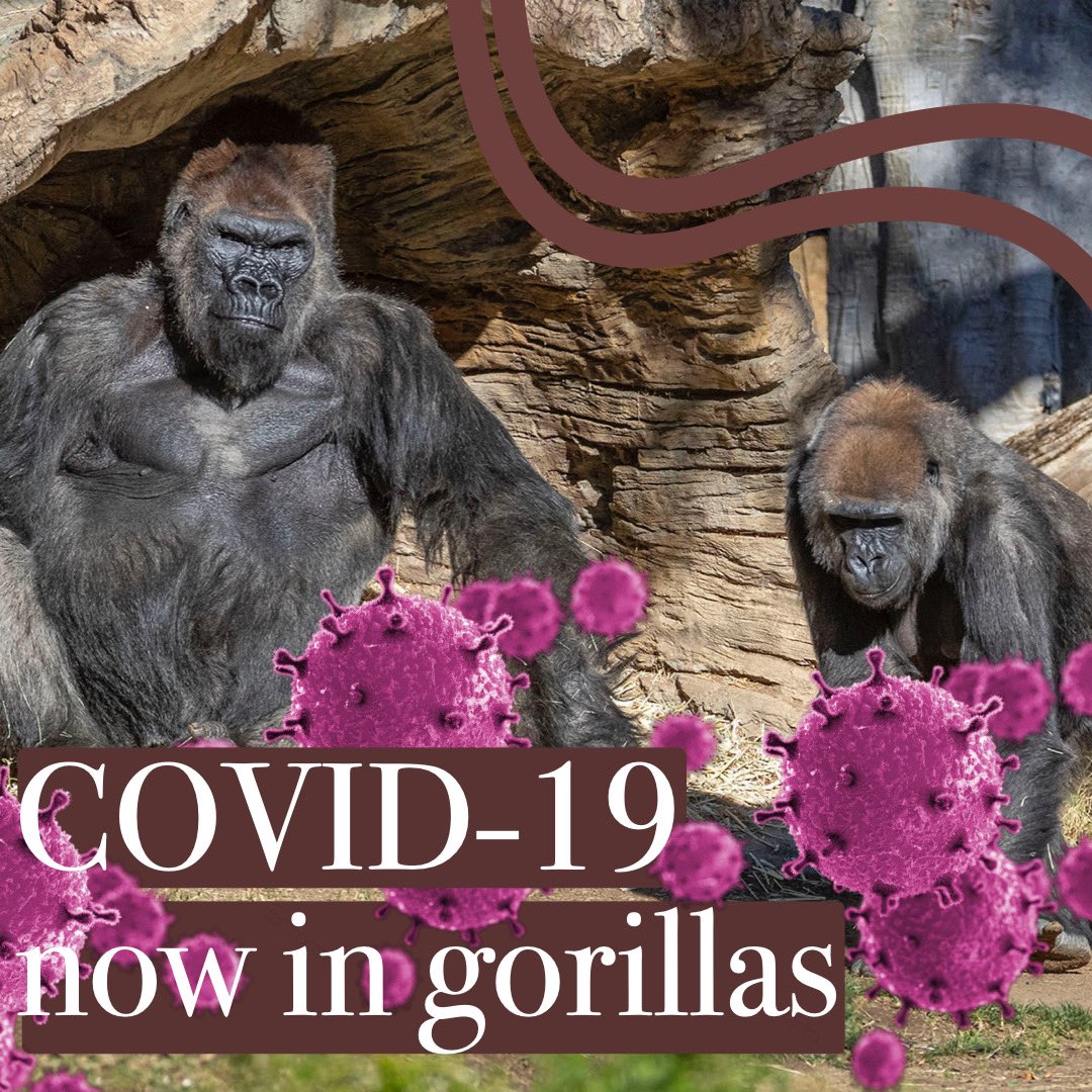 infectiousdaily's tweet photo. Gorillas 🦍 now infected with SARS-CoV-2 in San Diego Zoos
.
.
Learn more on our page below👇🏼
https://t.co/9Cc6A32vig

#SanDiegoZoo #SARSCoV2 #Corona #monkeys #infectiousdiseasedaily https://t.co/ZtP7HqVO99