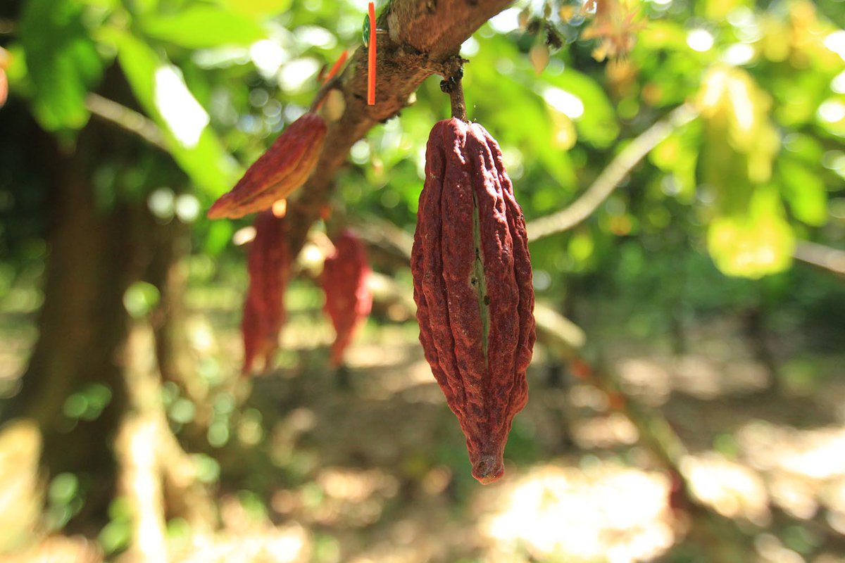 MirandaGob's tweet photo. Activamos en una primera fase la Planta Procesadora de grano de cacao ubicada en Barlovento. #MirandoAlFuturo #13Ene https://t.co/YKoEUPfTXQ