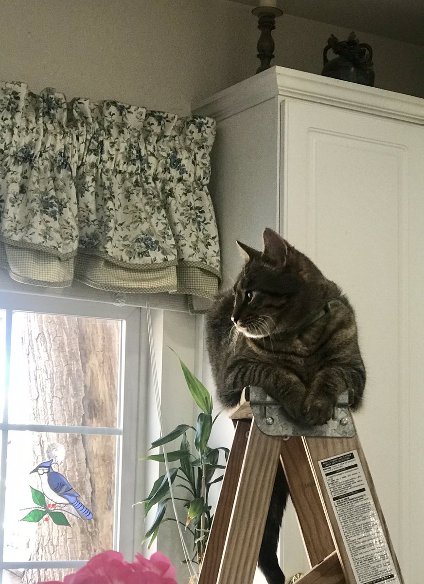 Rebekka024's tweet photo. Changing a few light bulbs in the kitchen... Teddy decided to help.🐱❤️ #MakesMeSmile #HappyHelp #LovesLadders https://t.co/CeMvPweBMm