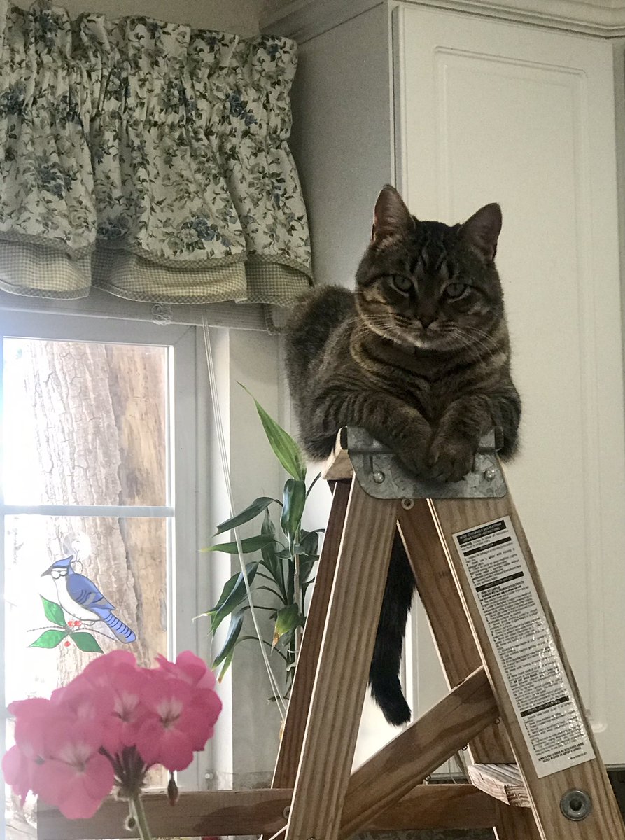 Rebekka024's tweet photo. Changing a few light bulbs in the kitchen... Teddy decided to help.🐱❤️ #MakesMeSmile #HappyHelp #LovesLadders https://t.co/CeMvPweBMm