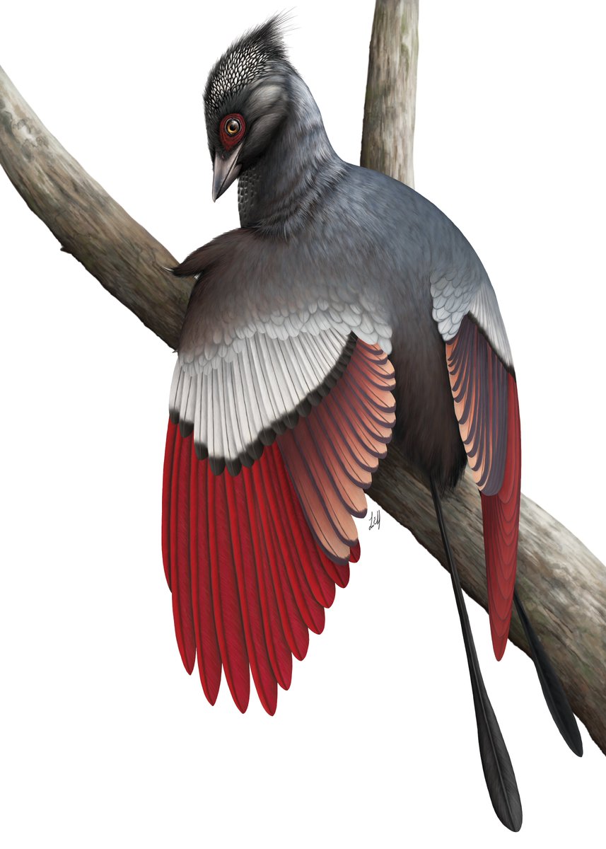 paleobyliam's tweet photo. #PortfolioDay I'm Liam Elward, digital paleoartist looking for work in scientific illustration &amp; paleontology. Open for commissions of any &amp; all extinct organisms!
💼:https://t.co/29OB8HPoUQ
✉️: liam_elward@yahoo.com
#paleoart #art #artist #ScientificIllustration #SciArt https://t.co/3OlXZZdwqP