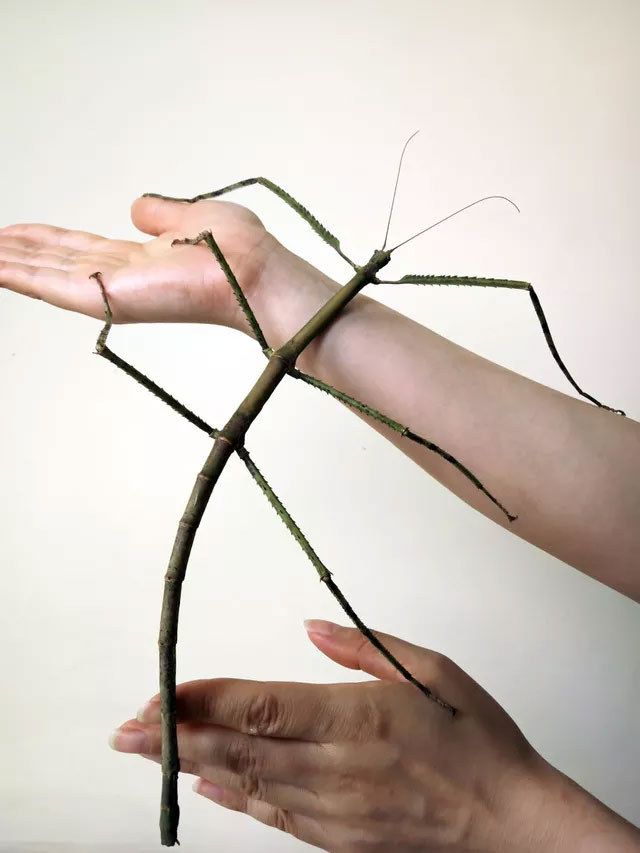 The Giant Walking Stick