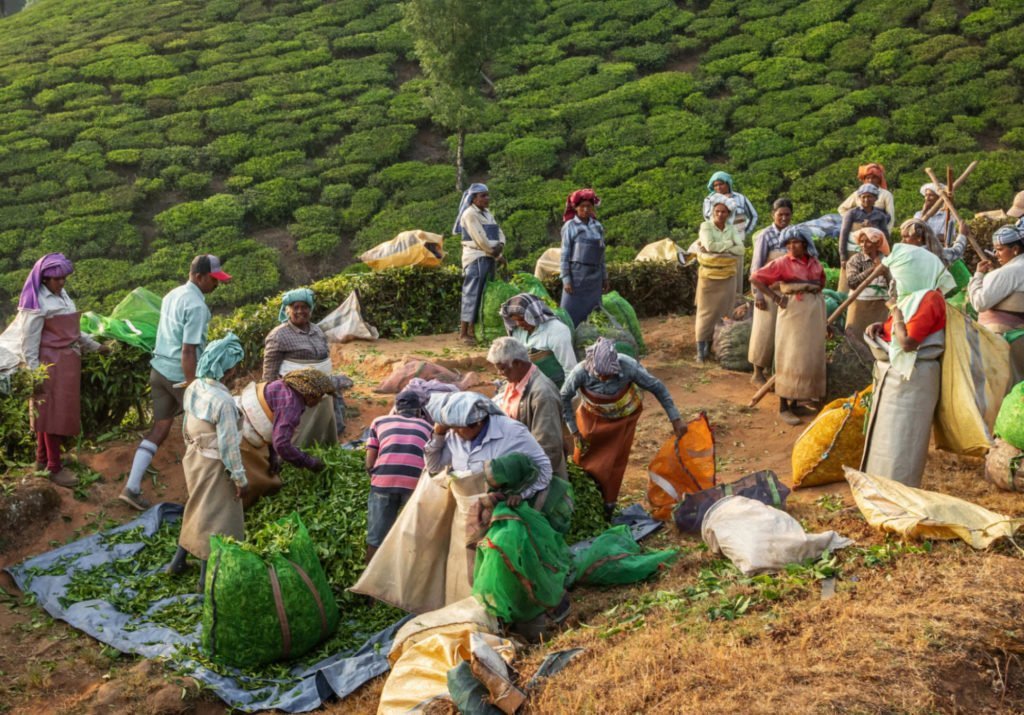 worldteamedia's tweet photo. #Tea in 2021 &amp; Beyond: “Not Invulnerable but Invincible,” says tea industry sage and author James Norwood Pratt.
https://t.co/4Ajbo1nUU6 https://t.co/4iYWdZAYmH