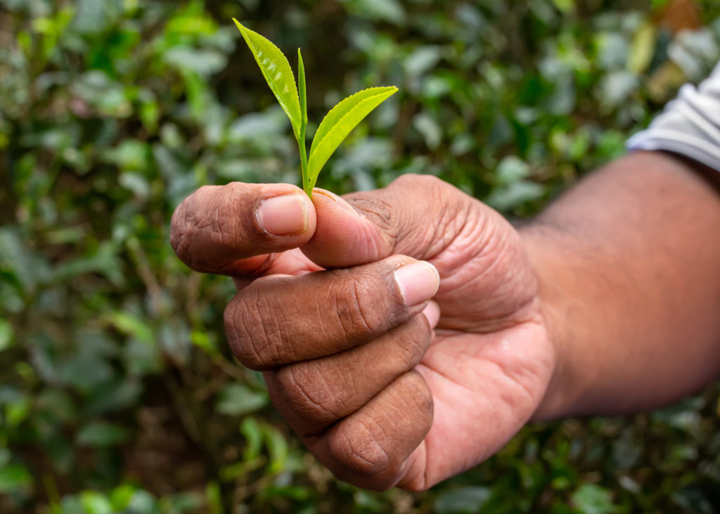 worldteamedia's tweet photo. Industry viewpoint: should the ‘specialty’ descriptor in #specialtytea remain? Or perhaps something else? One expert offers thoughts at #WorldTeaNews.
https://t.co/kbXLifZS0m https://t.co/7DEkQhWwNv