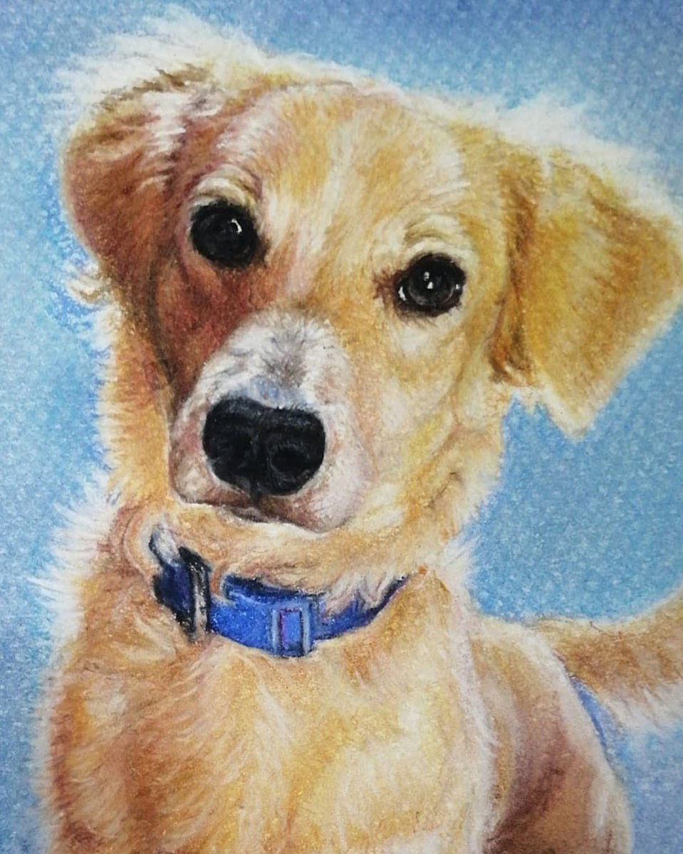 Andy012Medina's tweet photo. Togo❤️ es demasiado buen modelo 😍🐶
Retrato a donación para @PakoAlajaPy https://t.co/WUKl7DiUhB