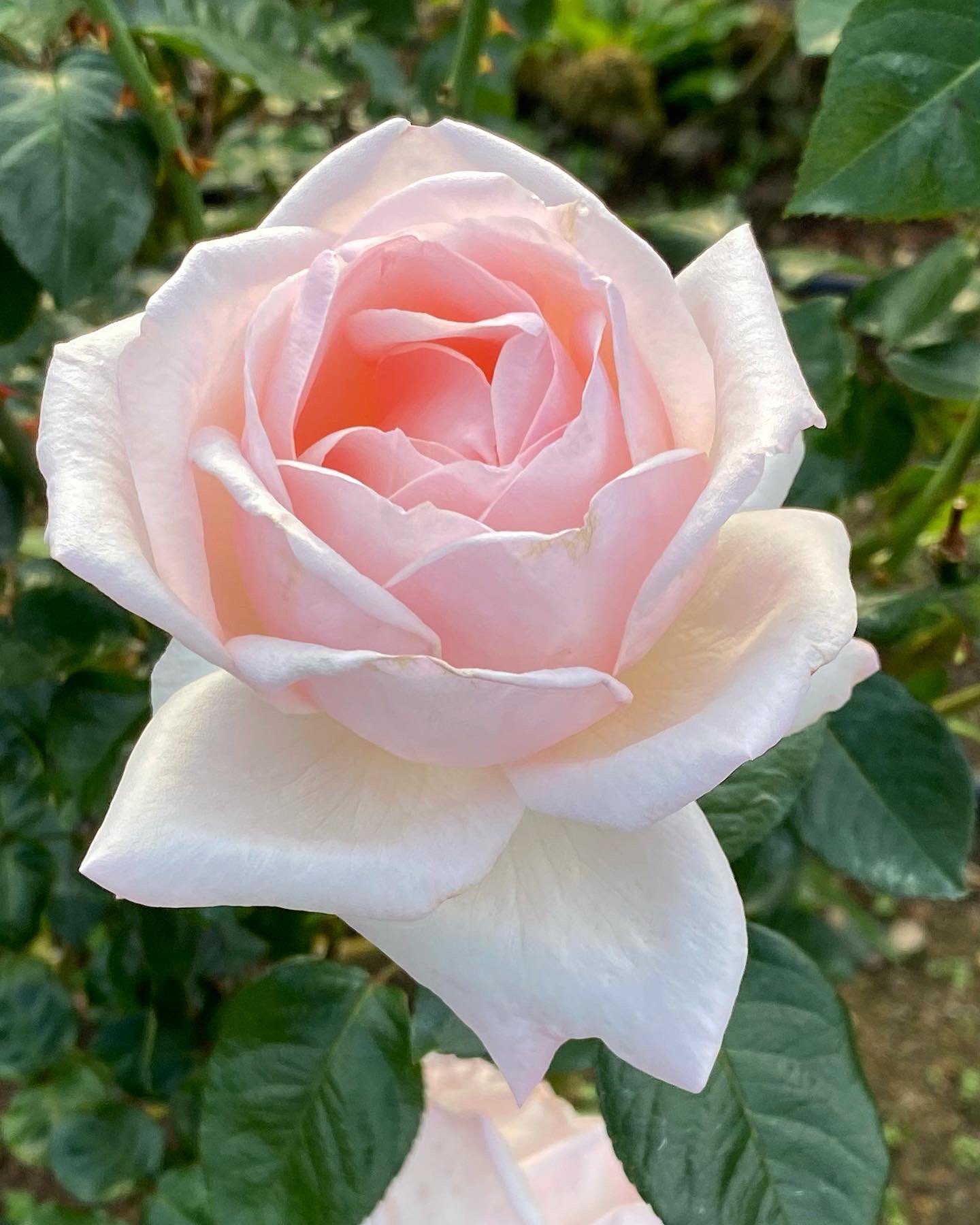 雪兎 夏菜子推しはもっ黒ニナル果て ハイブリッドティー全盛時代の銘花と言っても良いと思います バラ にある株は年を超える古い大きな株が多いと思いますが 未だに冬剪定されて 春に新しいシュートを出して綺麗に沢山の花をつける事を考えるとそういう