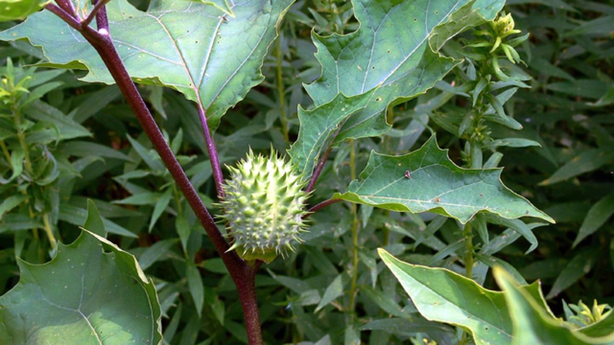 Callaha69180097's tweet photo. @FukumotoJude @Jaiden_The_Meme jimson weed https://t.co/jjvRHOthZF