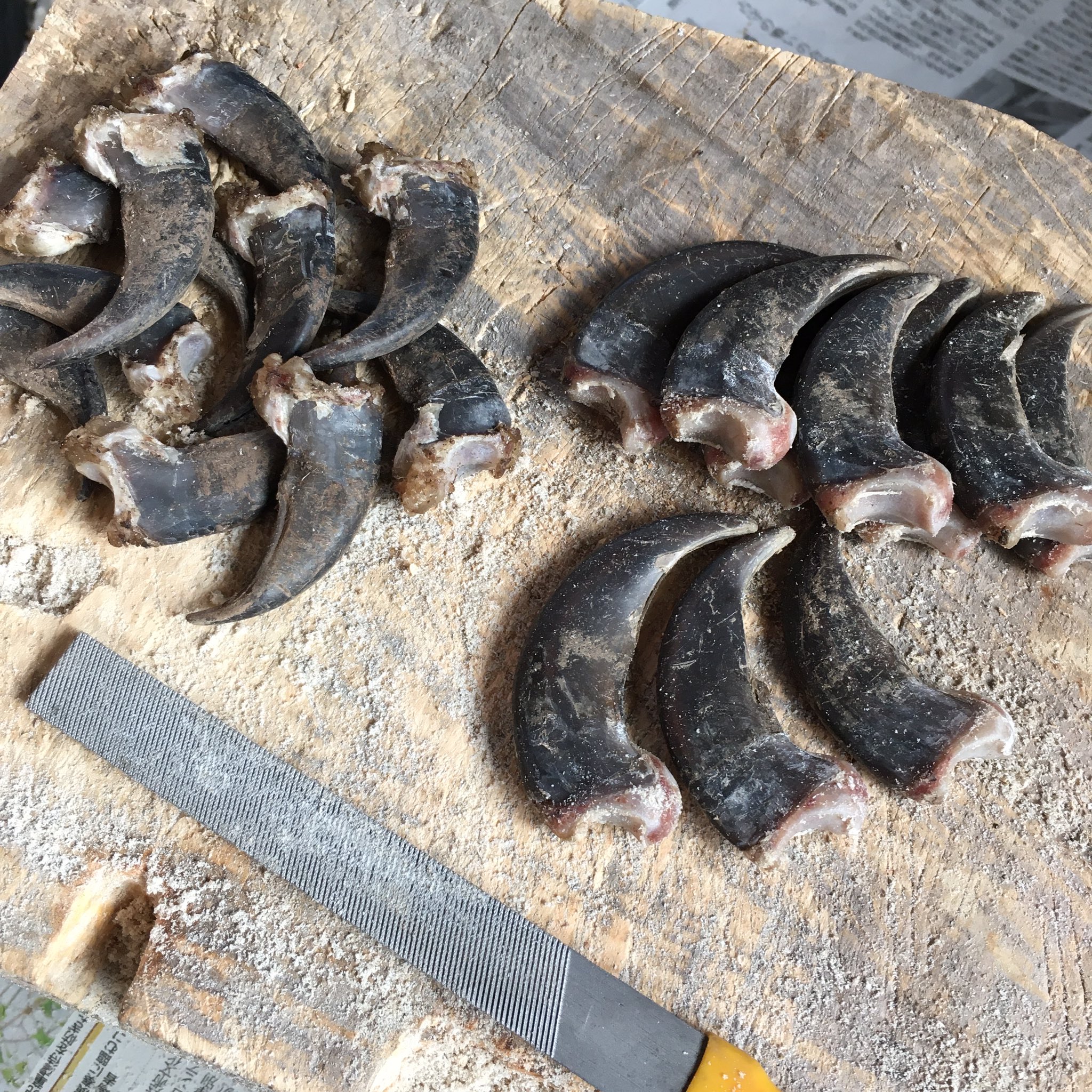 クマの爪 熊の爪