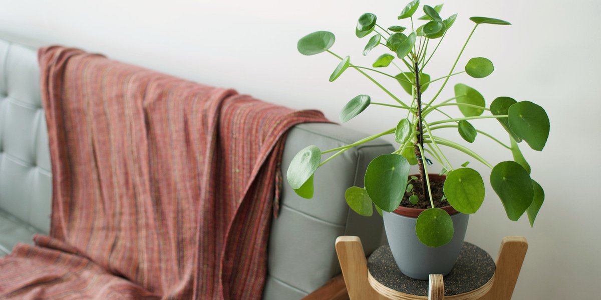 ¡Comenzó el 2021! 🌿Te decimos cuáles son las plantas para atraer la prosperidad y la abundancia en el nuevo año: bit.ly/3byCOoQ