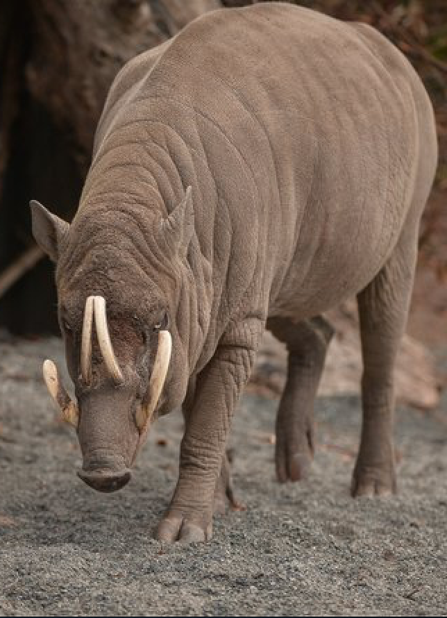 ✨Twitter please do your magic✨
Help us getting ancient DNA from our precious endemics from South East Asia, anoa &amp; babirusa. Please check our experiment page to make a pledge 👉 experiment.com/projects/build… or share this around 😃