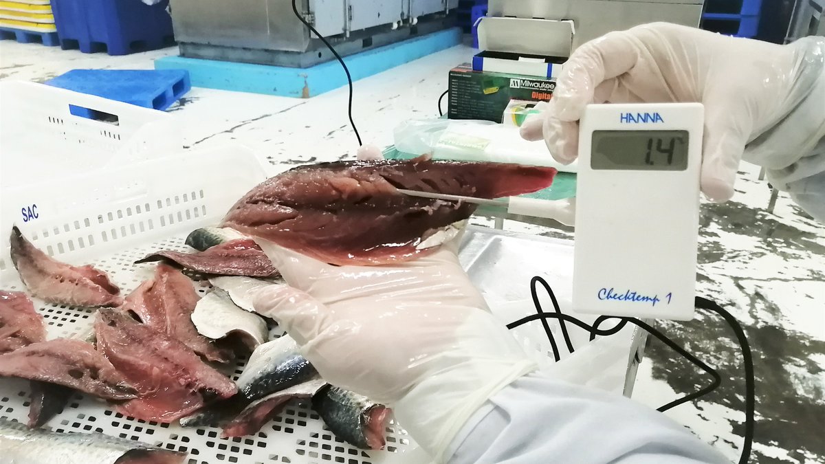 ITPproduccion's tweet photo. #Piura | Mipymes del norte del país se beneficiarán con nuevo laboratorio móvil de CITEpesquero Piura, el cual permitirá desarrollar productos con valor agregado en plantas de proceso, monitoreo y seguimiento en acuicultura. 🐟
➡️ https://t.co/o9tNZk1MWp https://t.co/ZKXESJVsLw