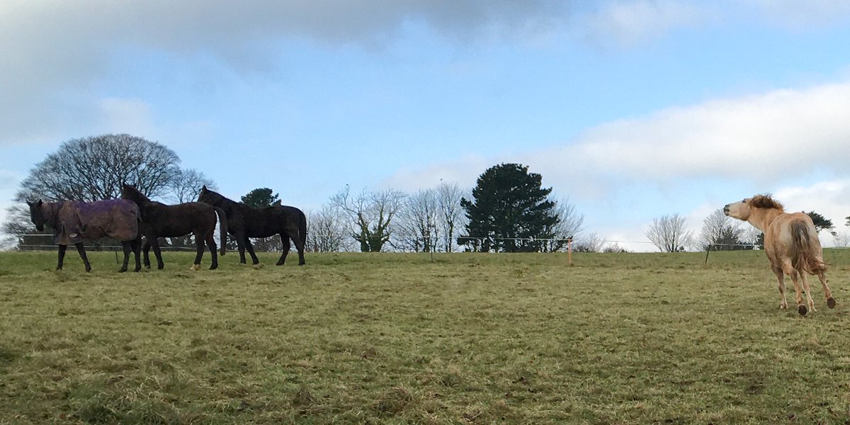 arc_charity's tweet photo. Come on lads, tea is here !  Rani mistakenly thought the ATV was bringing their tea 😂. #ashrescuecentre #mares #rescuecharity #horsecharity https://t.co/v9NddxPAAT
