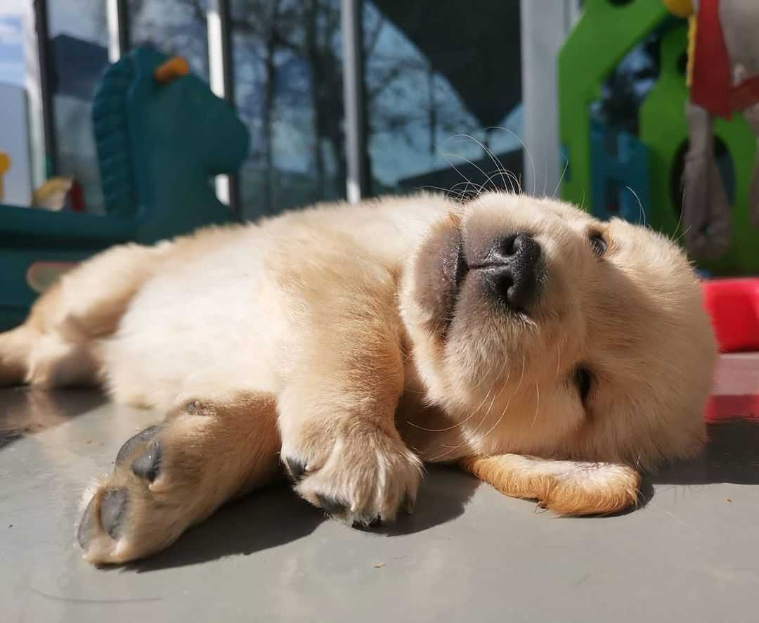 petpicsdaily's tweet photo. Anytime is a good time for a nap!💤 #puppies #mood #SleepingBeauty #cutenessOVERLOAD https://t.co/sHUO8jHORB