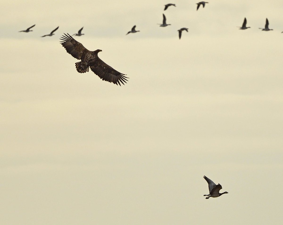 Steve Duffield tweet media