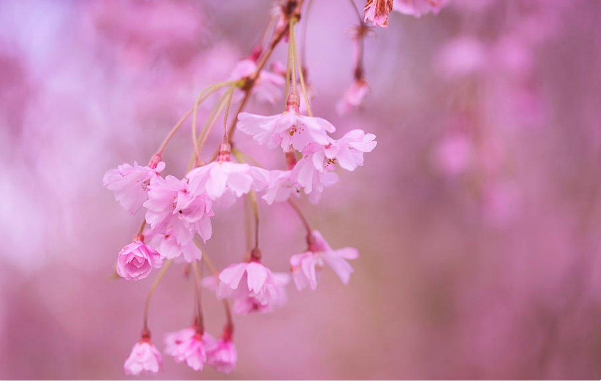KunalMehraPhoto's tweet photo. Between our two lives, there is also the life of the cherry blossom - #MatsuoBasho
#CherryBlossoms #Haikus #PortlandSpring #SpringQuotes #BashoHaikus
https://t.co/5aS20hIiOn https://t.co/LuPg7cQYnl