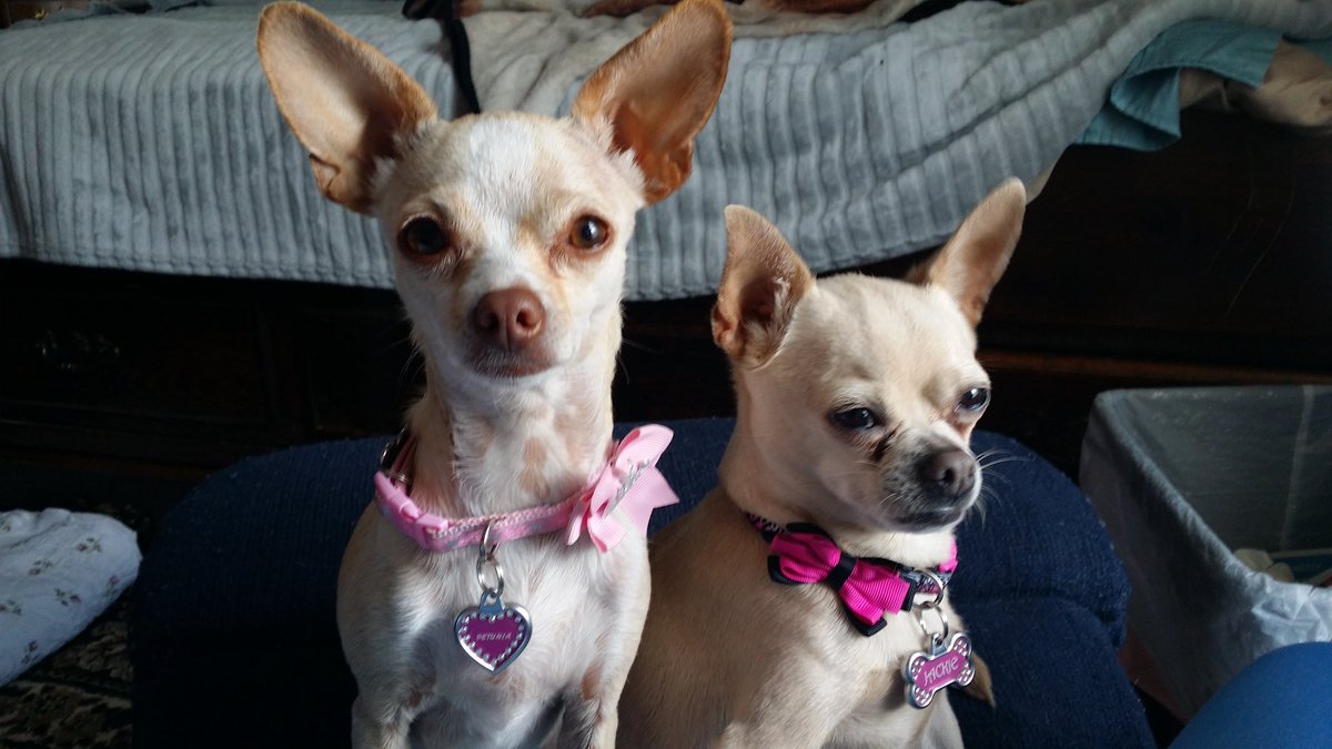 JHirtzel's tweet photo. @mileytherescue Lovely to see all the fantastic fuzzy friends and where you live. I am a New Mexico, desert chihuahua. This is me and friend Petunia. https://t.co/IjAn1TgCyx