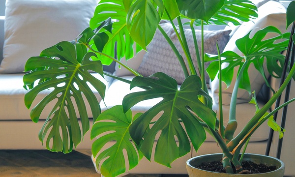 ¡Atención amantes de las plantas! 🌿 Estas son las plantas más populares de Instagram para decorar tu hogar en 2021: bit.ly/30Wus1J