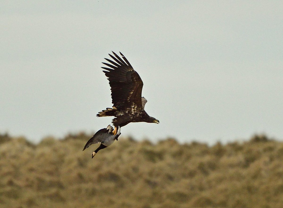 Steve Duffield tweet media