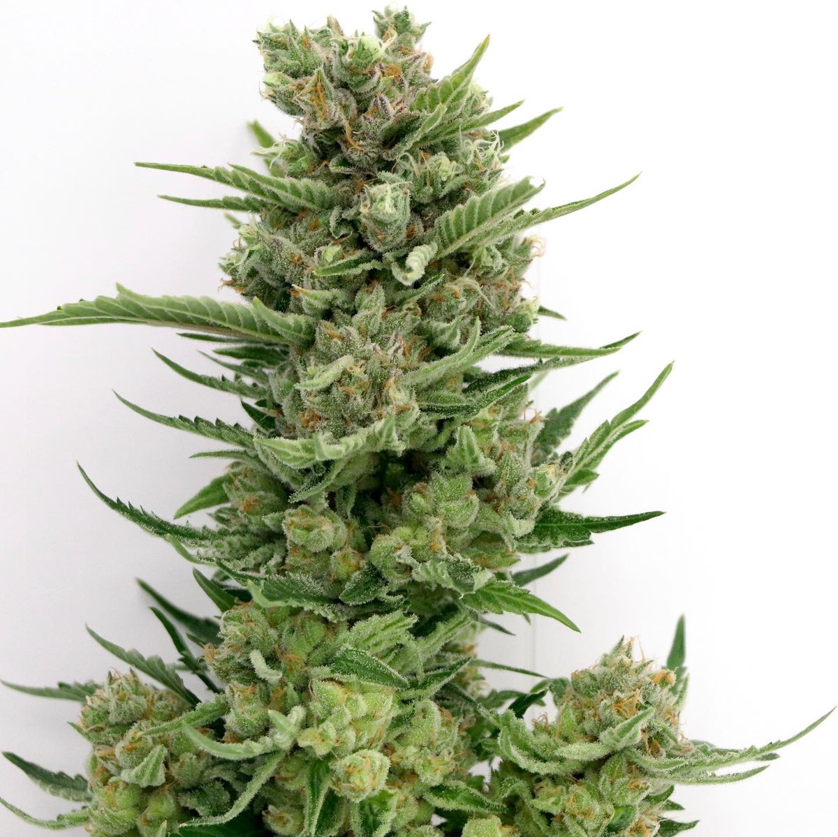 Here is in one of the potential keepers from our 100 seed phenohunt of Tahoe OG. We’ll now put our growers’ top picks through the full array of potency and microbial testing to find which plants pack the most punch!👊🏽
•
•
#Phenohunt #Gas #TahoeOG