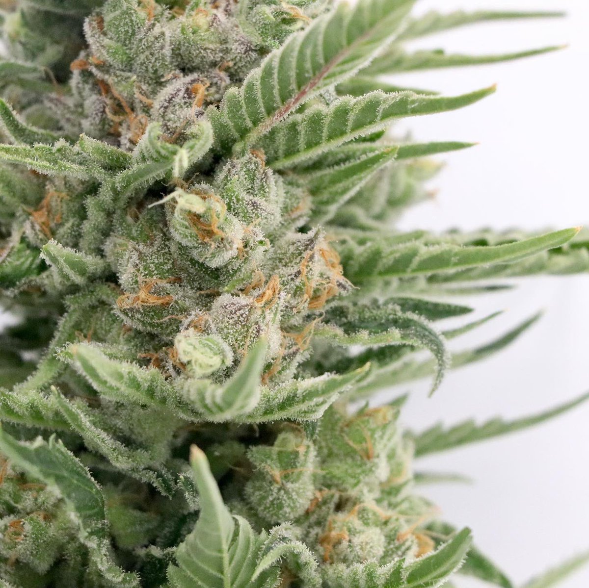 7evenLeaf's tweet photo. Here is in one of the potential keepers from our 100 seed phenohunt of Tahoe OG. We’ll now put our growers’ top picks through the full array of potency and microbial testing to find which plants pack the most punch!👊🏽
•
•
#Phenohunt #Gas #TahoeOG https://t.co/VOI4BCuoAV