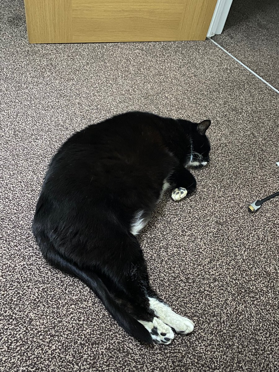 Parker_The_Cat's tweet photo. Hard at work today #hardworkingcat #catsoftwitter https://t.co/YGvm4LTcNT