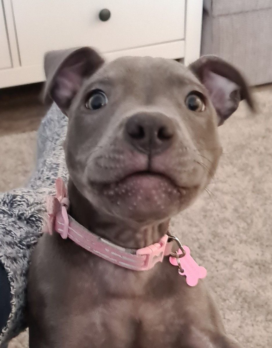wlpdunstable's tweet photo. Did someone say cute?
🐶 🐶 🐕 🐕 🐾 🐾 

Does your little one need puppy pop-in visits during the day? Contact We Love Pets Dunstable for all of your puppy care needs!

#Cutie #Arya #PopInVisit #Daycare #Dunstable #Welovepets #Welovepetsdunstable https://t.co/yqQbzJkvpI