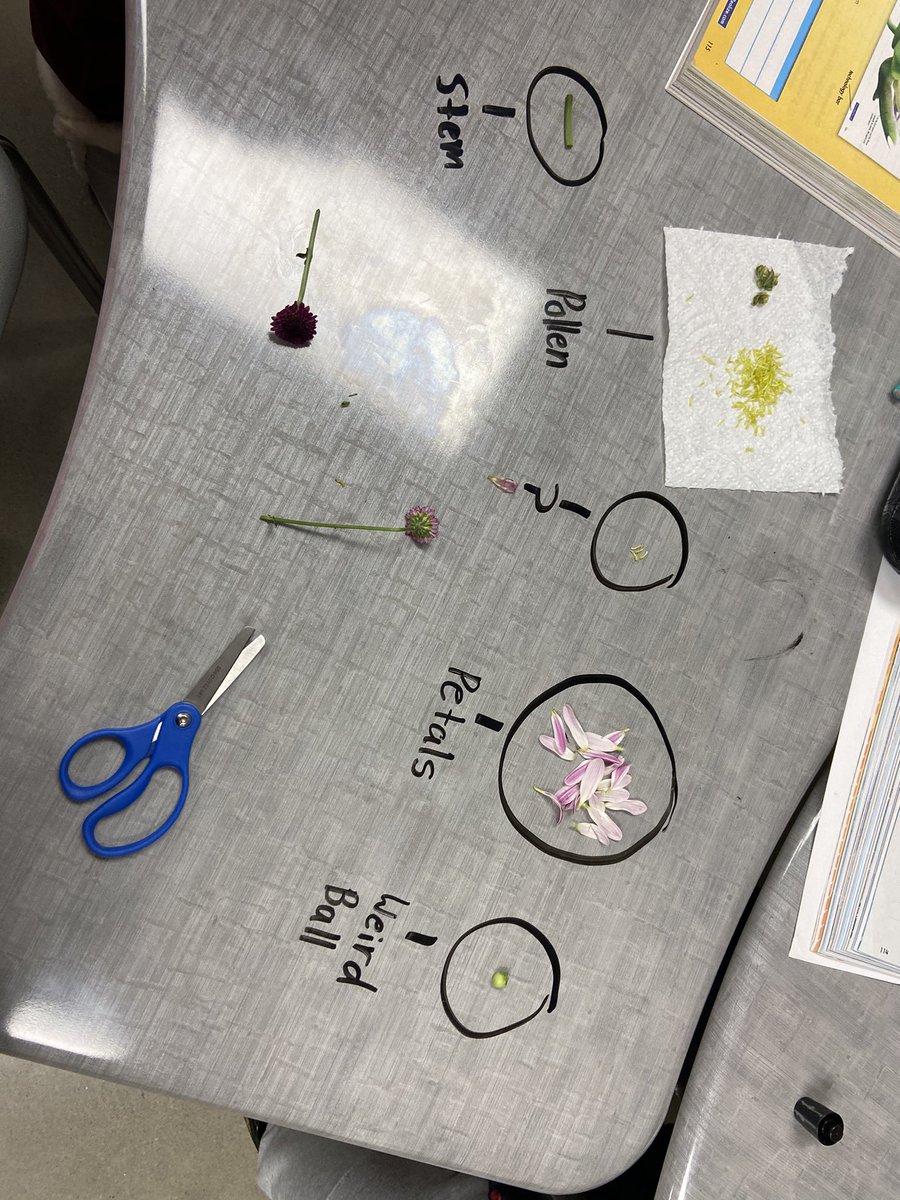Science was so fun today! We dissected flowers and classified each part! #HISchampions