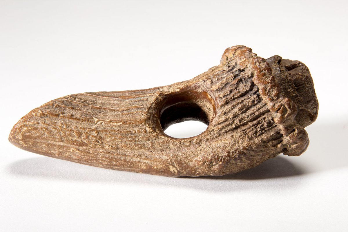 LimburgsMuseum's tweet photo. Tijd voor een spelletje! 🎲 De #Maas is een rijke archeologische #vindplaats. In onze #collectie bevinden zich allerlei #objecten die in en rondom de rivier gevonden zijn. Kun jij raden waar deze objecten uit onze collectie voor gebruikt werden? https://t.co/bgkjdIzlHO