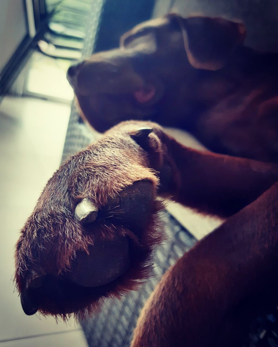 annabellamsc's tweet photo. Me llenan la casa de pelos y de vida.
#Troya #Chejo https://t.co/DbEewZp4bM