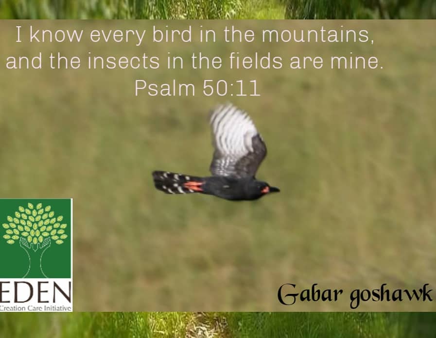 #CreationTuesday 
The Lord says, "I know every birds in the mountains and the insects in the field are mine... "- Psalm 50:11. 
<a href="/culatea1022/">Chioma Immaculate Okafor 🌱🦋🕊</a> <a href="/NimmyelA/">Nimmyel Ponyil Abu</a> <a href="/sterndrome/">Sterndrome Farm</a> <a href="/ramzy_fatima/">Fatima Ramzy</a> <a href="/ttukura/">Talitha</a>