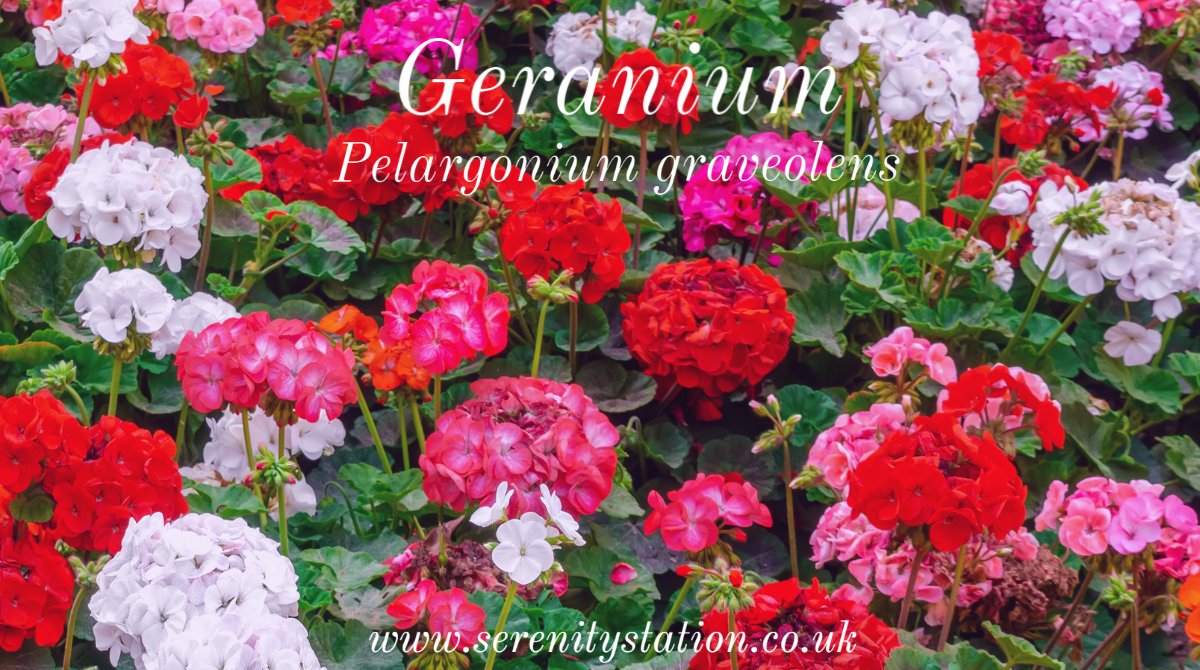 #Geranium oil is good for helping moods swings, irritability and feelings of anger.