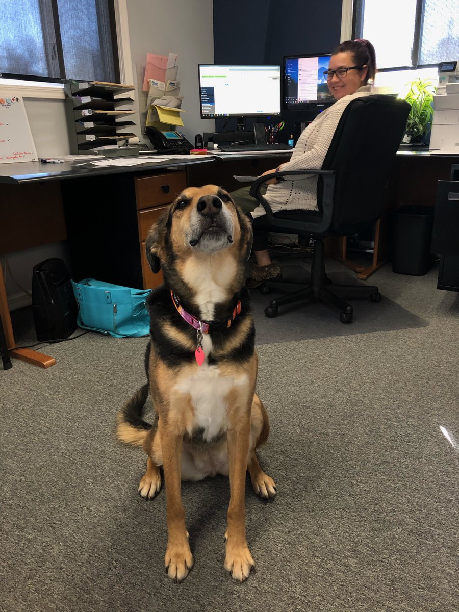 PrintGraphicsKC's tweet image. Our secret to keeping the office running smoothly? Heidi Mae is always happy to lend a paw — and pay off some of her paw-dicure bills while she's at it.