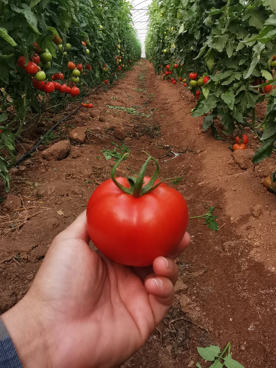 CelikPinar77's tweet photo. Pandemi de herkes durdu,biz durmadık,insanlık için ürettik,��rünlerimiz pazara çıktı,değerinde satılmalı,ihracat açılmalı,ülkemiz kazanmalı #sebzekotasıkalkmalı
@MevlutCavusoglu
@bekirpakdemirli
@mehmethaditunc
@tcbestepe
@irfandonat
@pekcan @ticaret
@FOXhaber 
@tgrthabertv https://t.co/c3f8ixkiAD