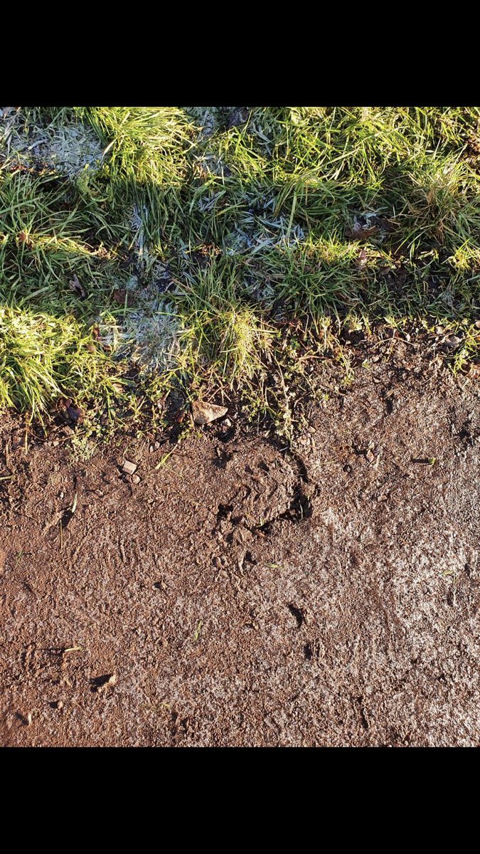 Sarah Shanks tweet media