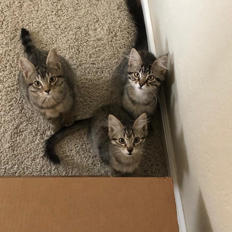 NapaShelter's tweet photo. HAPPY TAILS!
These three little kittens were adopted together and doing well in their new home. What could be more fun then Mickey, Minnie and Millie playfully romping through the house!
#adoptdontshop #FriendsofNapaAnimals #americancanyon #napa #napacounty #yountville https://t.co/cpXugNR232