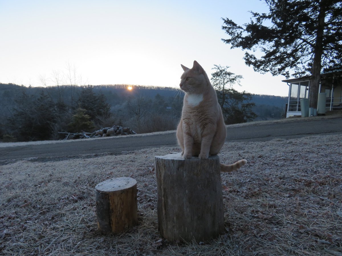 DennisB911's tweet photo. Tony, a #cats #CatsOnTwitter #weathercat, reports 21F (-6C) @ThePhotoHour @CentVAstorm @BobVanDillen. #frosty in #Basye, Va #sunrise @WHSV_Stevens &amp; @WHSVBen tell @WHSVaubs. Thanks @chesterlampkin, tell @hbwx #GetUpDC @MiriWeather, &amp; @cats_weather #photooftheday #frost @WHSVKyle? https://t.co/vOjQu016V9