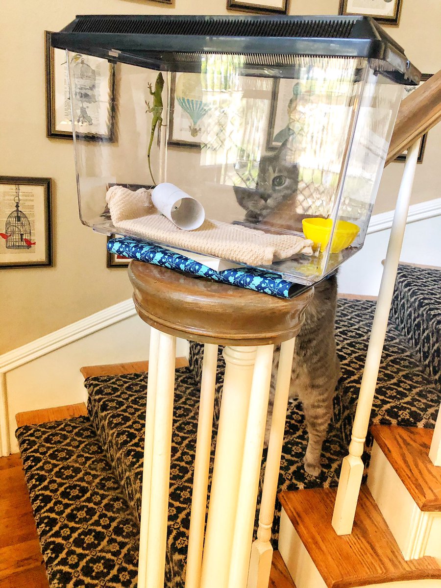 Taking Queen Elizardbeth downstairs to return her to the wild. For a fleeting moment I considered keeping her. In that same moment Ferris Mewler reminded me how much my 3 cats love to eat lizards. This is the right decision.