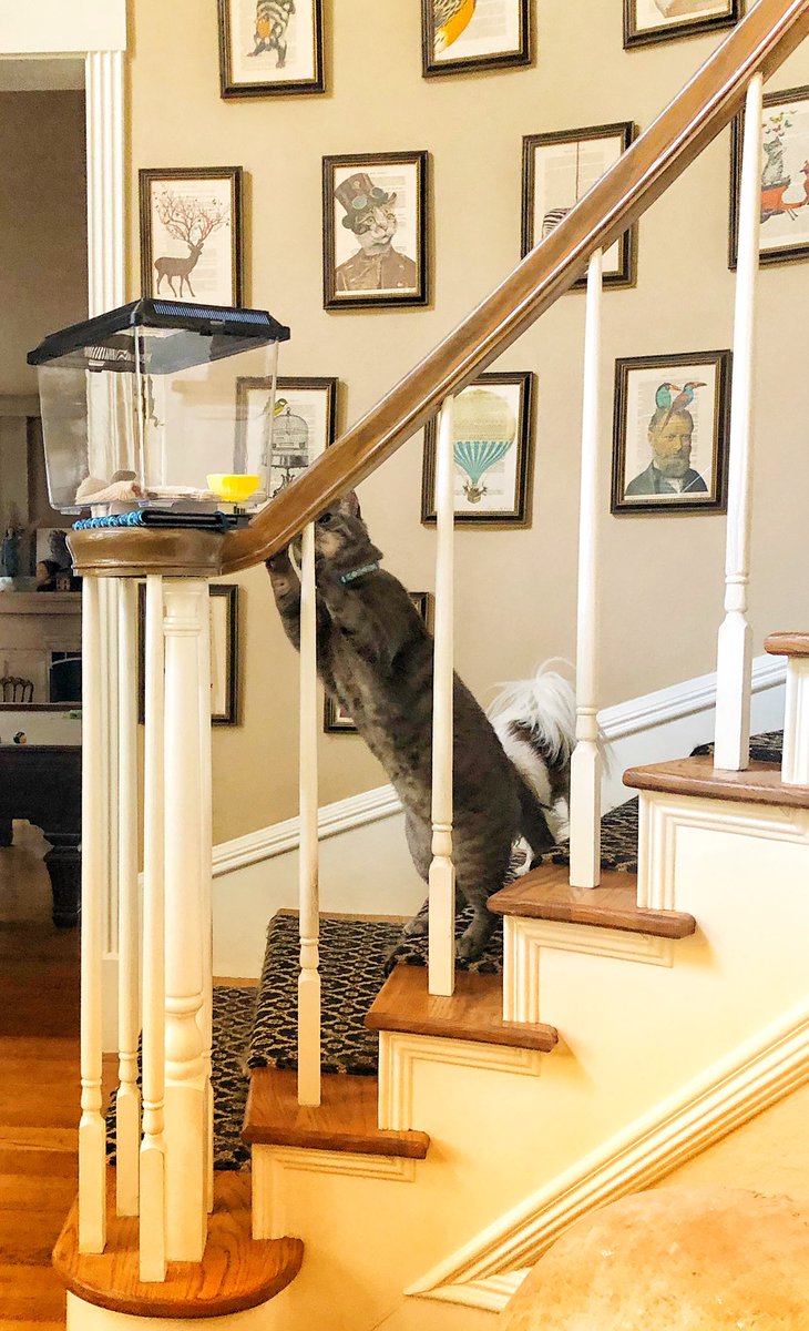 Taking Queen Elizardbeth downstairs to return her to the wild. For a fleeting moment I considered keeping her. In that same moment Ferris Mewler reminded me how much my 3 cats love to eat lizards. This is the right decision.