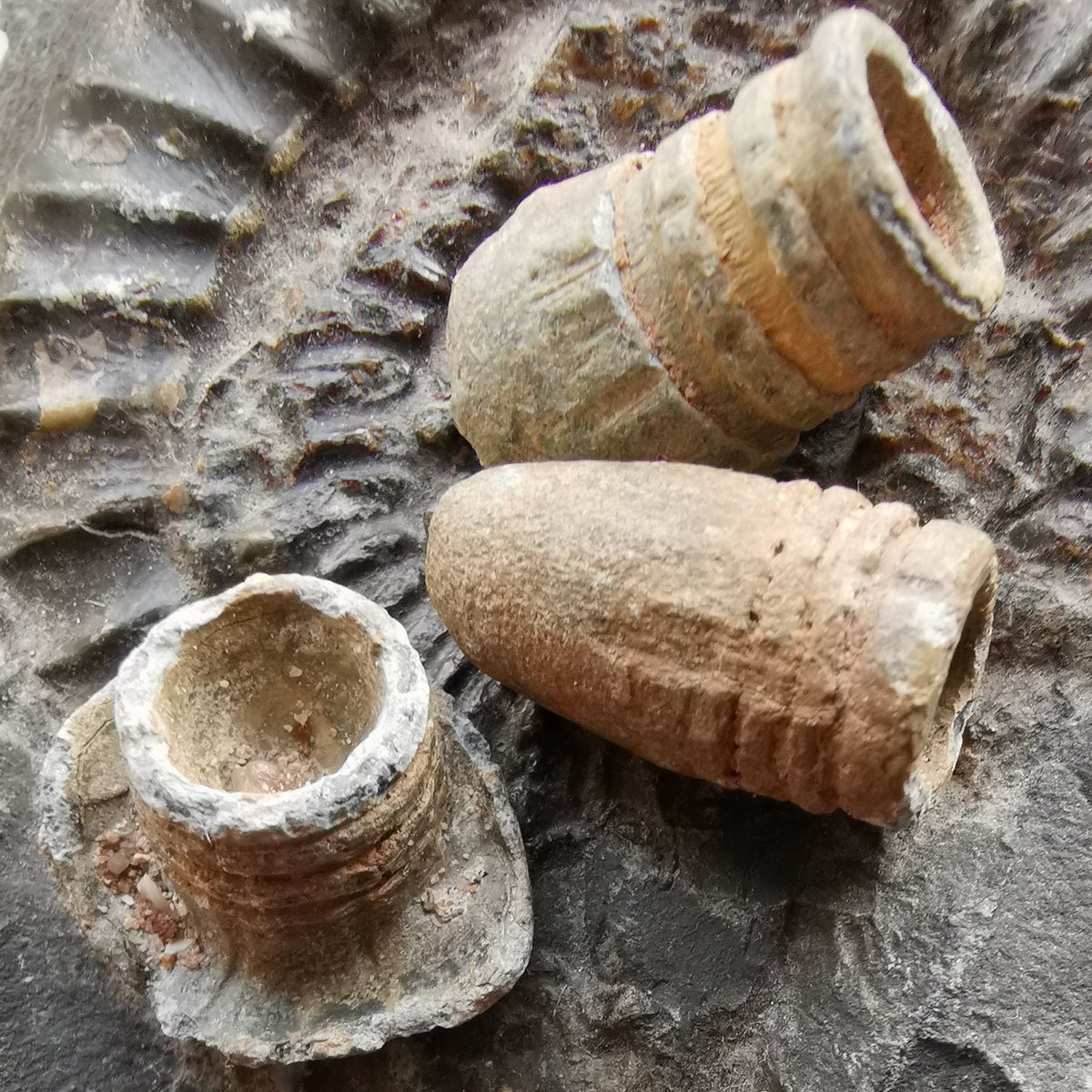 Bullets from the beach. Looks like one hit it's mark. #beachmetaldetecting