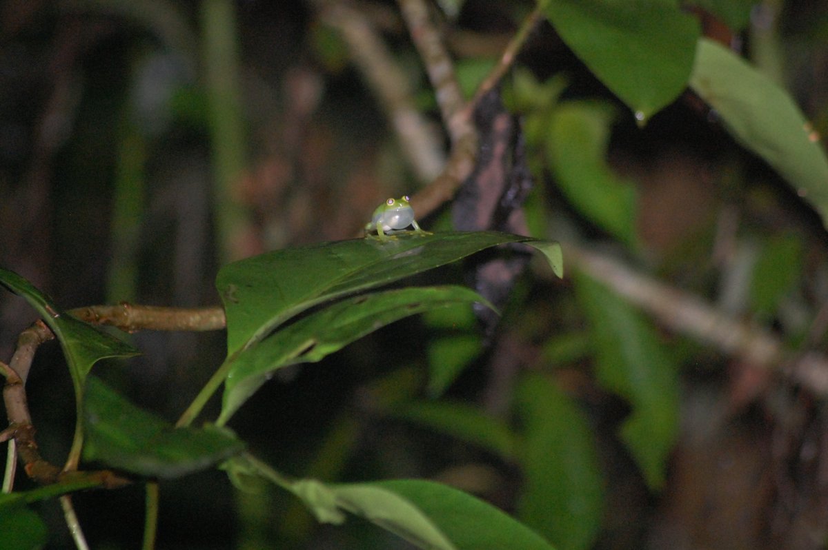 Sí, muchas ranas son verdes, pero varias de ellas lo son hasta los huesos. Entre las que podemos encontrar en Guatemala, están las ranas de cristal (Fam. Centrolenidae), específicamente la especie Hyalinobatrachium viridissimum.