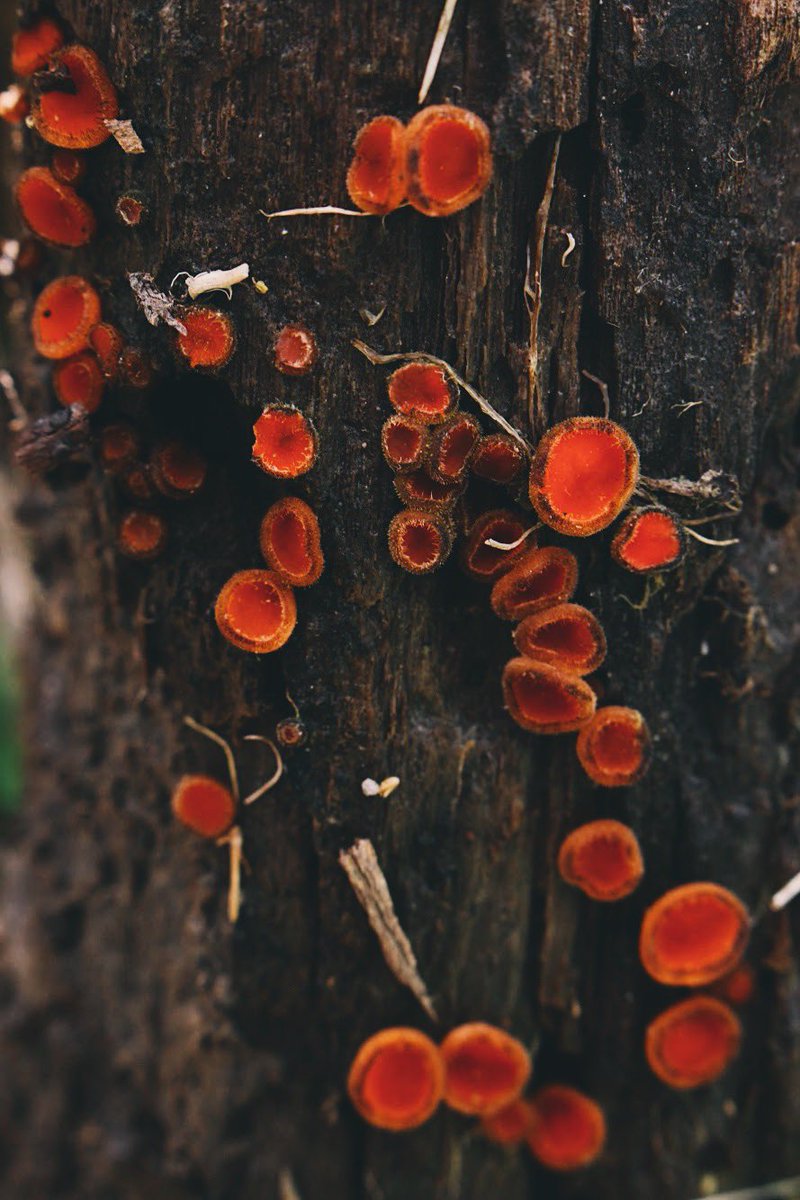 briherigan's tweet photo. alright who are my fellow mushie lovers?! during covid i sadly lost my job and started to go a little crazy, so i picked up a new hobby and fell in love with it so fast, and yes now i’m obsessed with the wonderful world of fungi 🍄 https://t.co/qAHIZUB9So