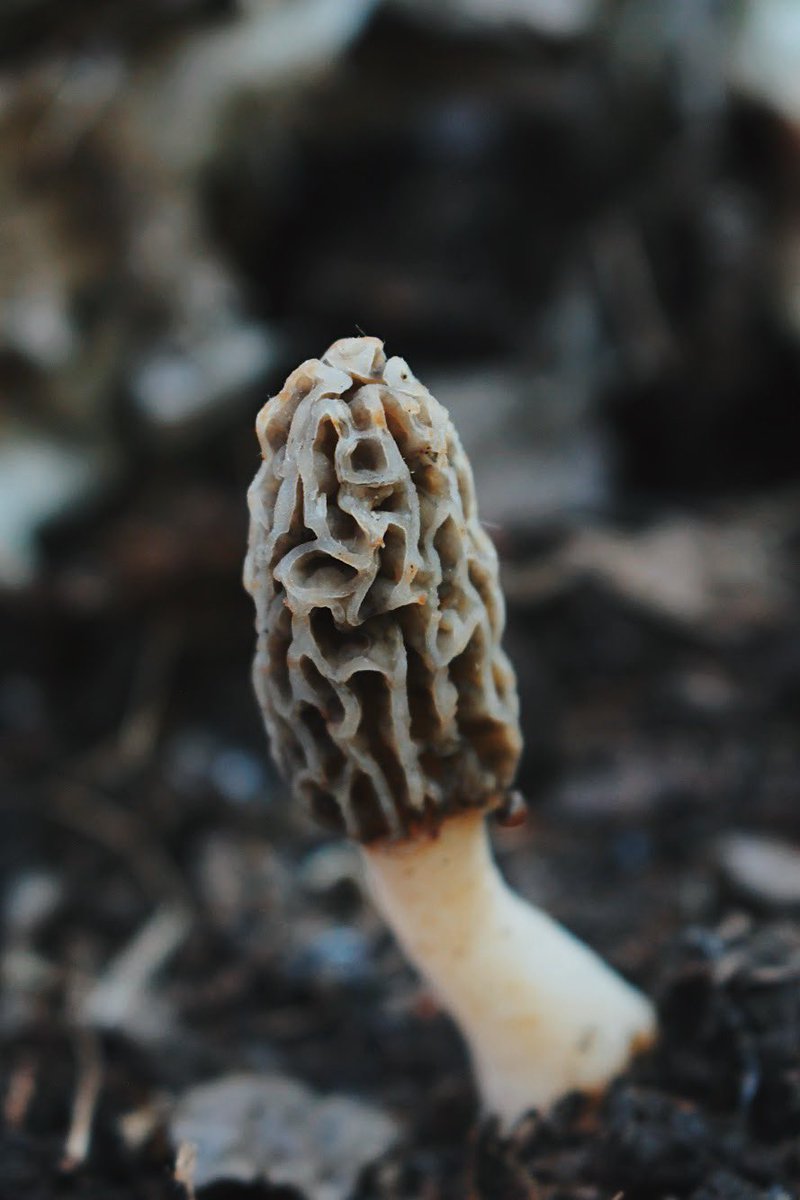 briherigan's tweet photo. alright who are my fellow mushie lovers?! during covid i sadly lost my job and started to go a little crazy, so i picked up a new hobby and fell in love with it so fast, and yes now i’m obsessed with the wonderful world of fungi 🍄 https://t.co/qAHIZUB9So