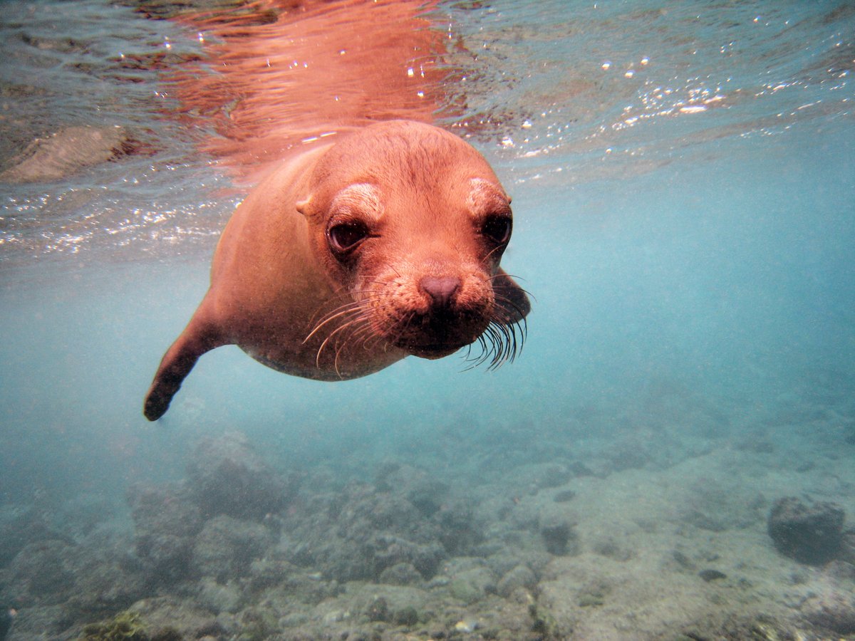 Galápagos Conservancy tweet media