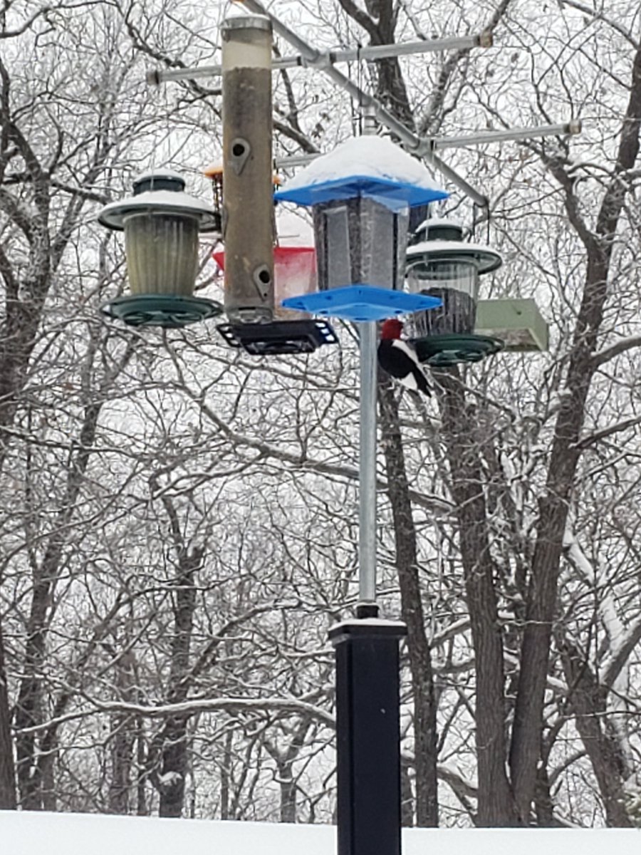 hunthill's tweet photo. We've been spotting Red-Headed Woodpeckers at Hunt Hill! Why is that so special? Red-Headed Woodpecker populations have declined about 70% since the 1960s. Habitats like ours that preserve dead trees (called snags) help preserve this species! Learn more at https://t.co/iszkzHjDtG https://t.co/o29DC0ZI86