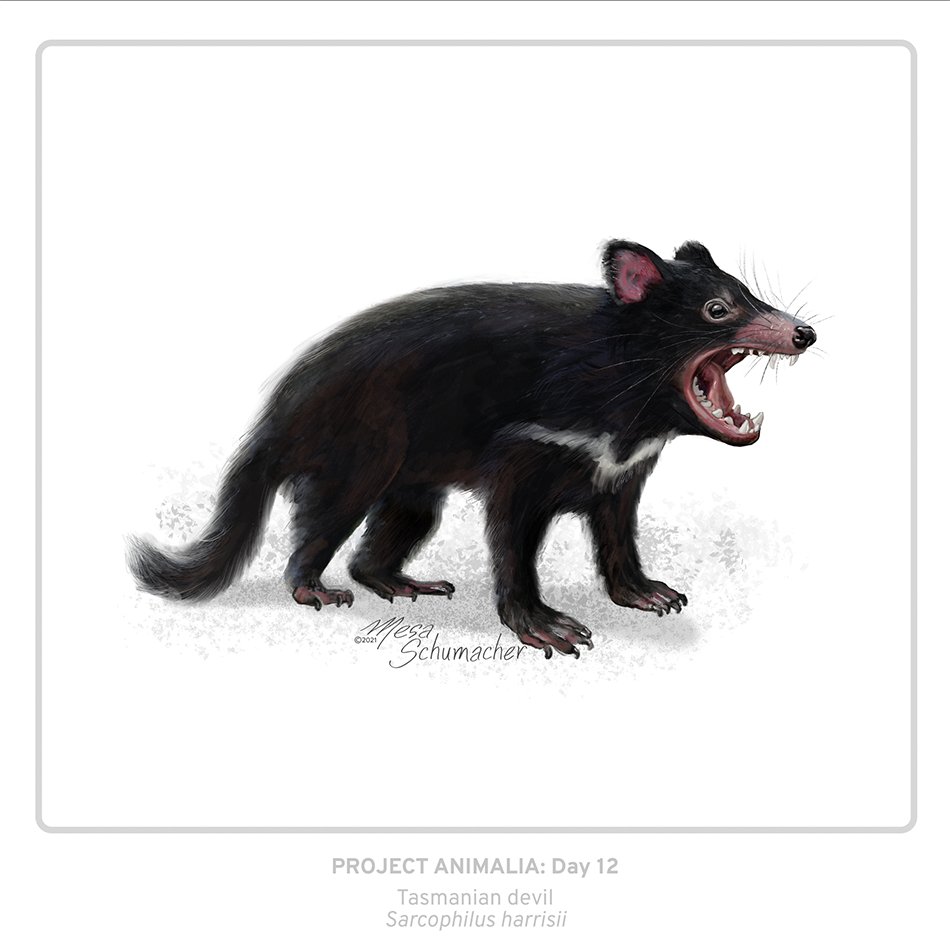 mesabree's tweet photo. Tuesday (Day 12) goes to the singular Tasmanian Devil (Sarcophilus harrisii)

Project Animalia: #sciart a day for 2021

#artchallenge #animalart #wildlife #medart #dailyart #tasmaniandevil #digitalart #scientificillustration #animalartistsunite #sciviz https://t.co/hqTprdWKyd
