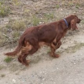 millypod1's tweet photo. EMERALD HOME SAFE. THANKS FOR RT's 🙂🐕🐾

10 JAN 2021 #Lost #ScanMe #Tagged 
EMERALD. Red Irish Setter Female
#Normandy #Guildford #Surrey #GU3
SIGHTINGS PLZ*
https://t.co/6cHufuuPIs https://t.co/RaTew7arQl